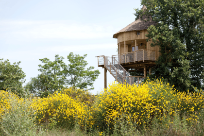 maison dans les branches